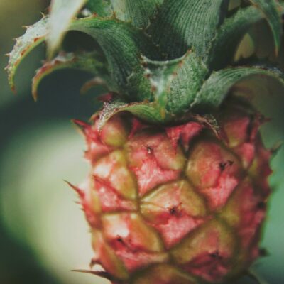 Ananas Victoria